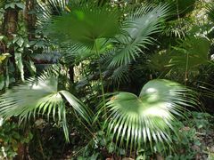 -呀诺达热带雨林