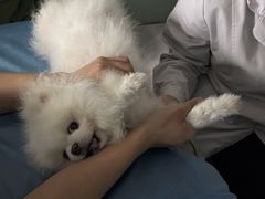 -达爱动物医院·犬猫分区·CT·复杂眼科(远洋山水分院)