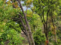 -梧桐山风景名胜区