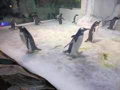 -芜湖新华联大白鲸海洋公园