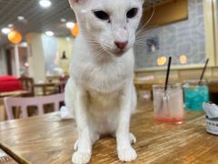 -猫小院猫主题餐厅(南锣旗舰店)