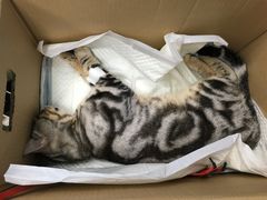 -纳吉亚猫专科动物诊疗中心(蒋宅口分院)