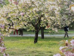 -莲花池公园