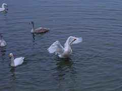 -烟墩角天鹅湖
