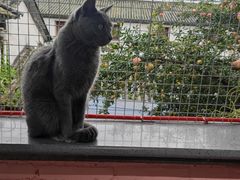 -喵屿·大理花园猫咖