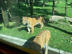 -北京野生动物园