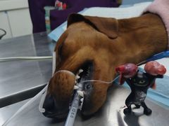 -关爱宠物医院·猫科中心·消化科(滨湖万达分院)