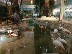 景观位-白虎自助餐厅·真老虎·景观自助餐厅(广州长隆酒店)