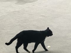 -百家春好德来姜母鸭