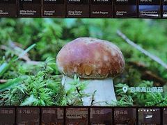 -椒王