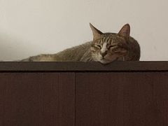 -御宝贝·A梦猫科宠物医院(国际猫友好医院)