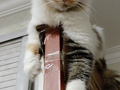 -萌兽医馆·宠物医院·猫骨科(创景店)