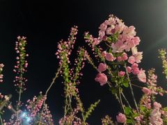 -中央公园(苏州工业园区)