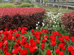 -上海鲜花港