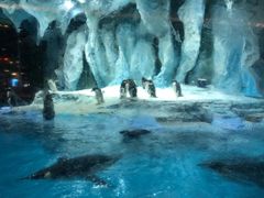 -帝企鹅自助餐厅•儿童岛•真企鹅(长隆企鹅酒店)