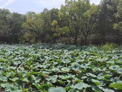 -同里国家湿地公园