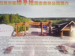 -红花尔基樟子松国家森林公园