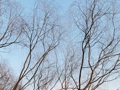 -马家湾湿地公园