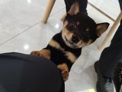 -柴犬小屋·柴餐厅·狗咖食堂(金鼎广场店)