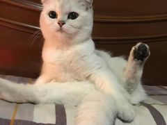 -Bastet sally猫舍购宠(静安店)