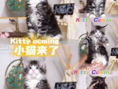 -小猫来了·猫舍(红山六九七九店)