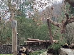 -都江堰中华大熊猫苑