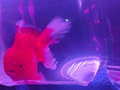 -华声天桥民俗文化园