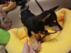 -逗柴咖啡屋·狗咖猫咖宠物桌游