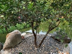 -西双版纳洲际度假酒店-海鲜傣味烧烤·侬香全日制餐厅