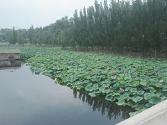 -白洋淀景区