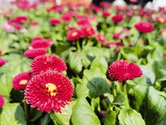 -海棠花溪(元大都城垣遗址公园)