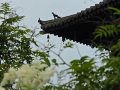 -善化寺