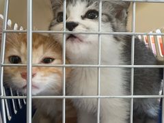 -纳吉亚猫专科动物医院博雅分院