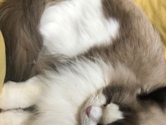 -滚猫咖啡·猫咖·猫友好撸猫(未来城店)