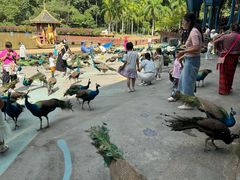 -西双版纳原始森林公园