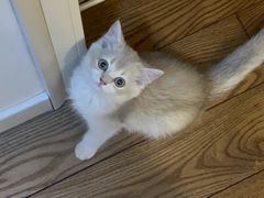 -欣宠猫屋·矮脚拿破仑·蓝金金渐层