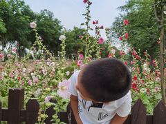 -西青郊野公园
