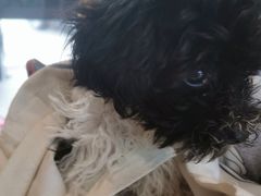 -爱侣·安琦尔宠物医院·中兽医针灸·心内科·狂犬免疫点(宝山区院)
