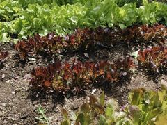 -庆岭迎宾园正宗活鱼馆