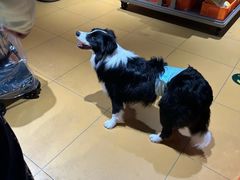 -MARSMART PETS火星宠物超市(1733店)