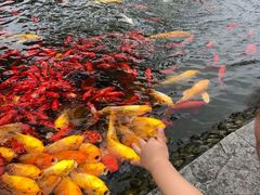 -成飞公园