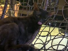 德芙的猫-喵屿·大理花园猫咖