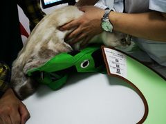-可蒙动物医院·猫科·骨科中心(首义路店)