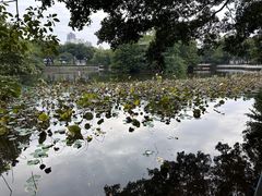 -荔湾湖公园