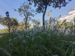 -映月湖公园