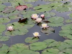 -杭州植物园