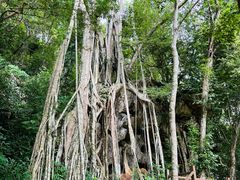 -中国科学院西双版纳热带植物园