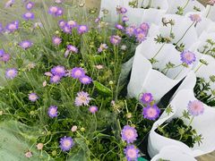 -龙大花卉苗木市场