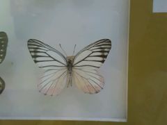 -上海昆虫博物馆