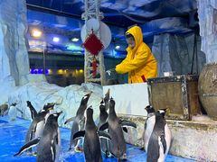 -芜湖新华联大白鲸海洋公园